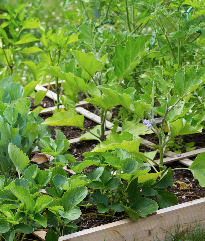 10 Benefits of a Square Foot Garden