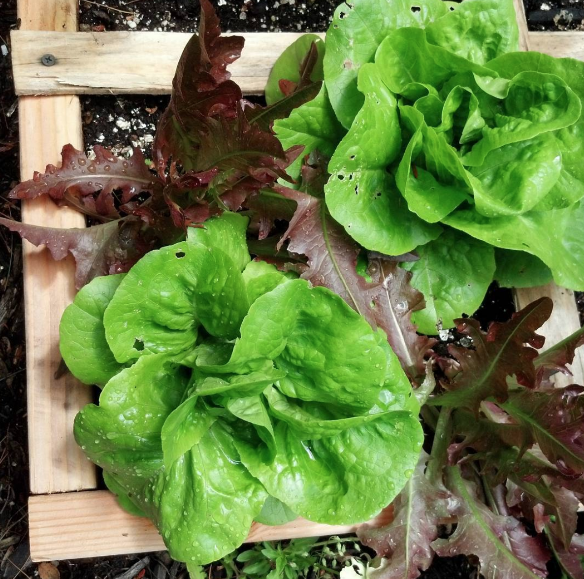 4 lettuces growing in Square Foot Garden