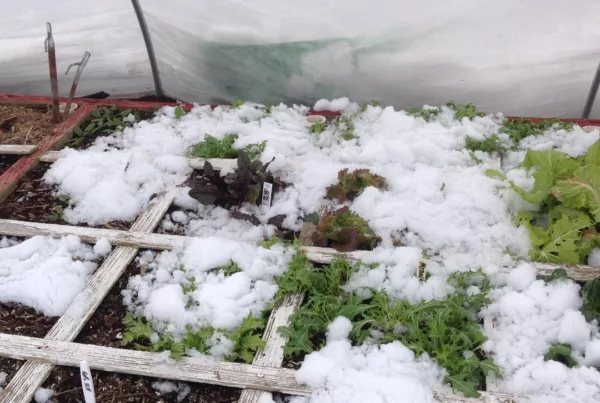 Winter Square Foot Garden