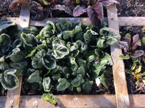 Spinach in winter square foot garden