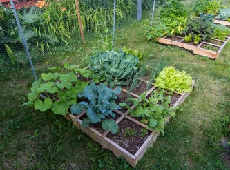 square foot garden