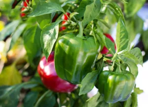 Bell peppers