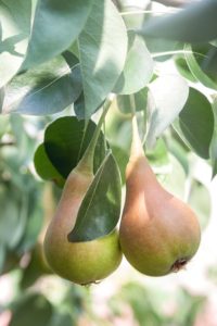 Pear ripening on tree