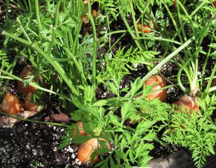 carrot in soil