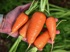 carrot closeup