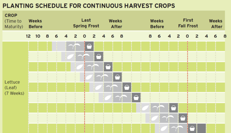 Planning for a Continuous Harvest - Square Foot Gardening