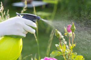 DIY Pesticide Spray