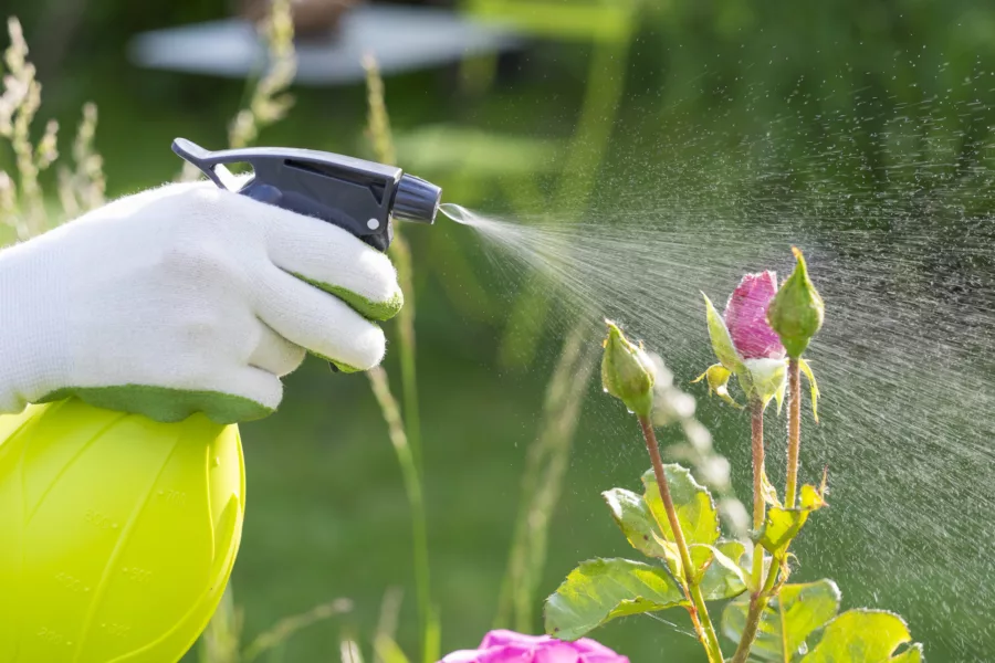 DIY Pesticide Spray