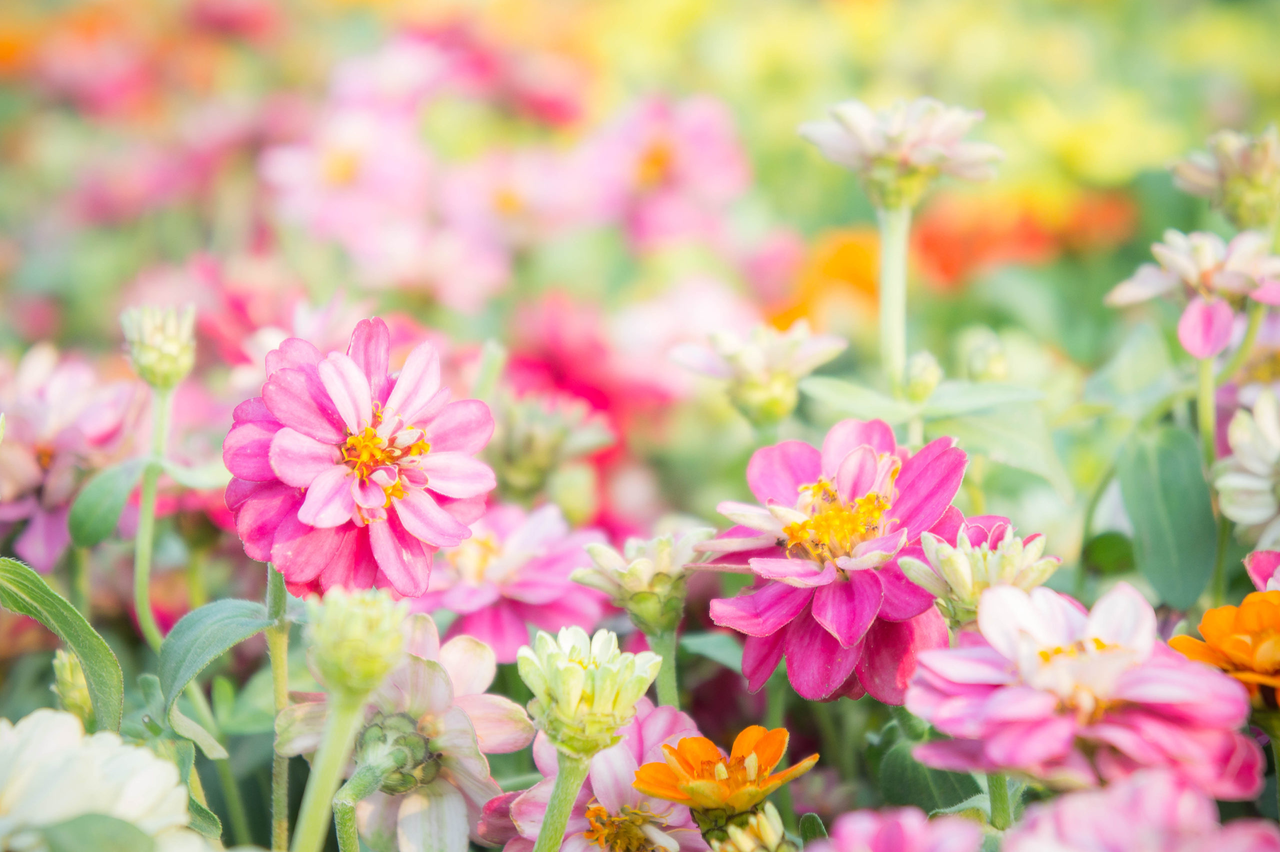 power-to-the-flowers-square-foot-gardening