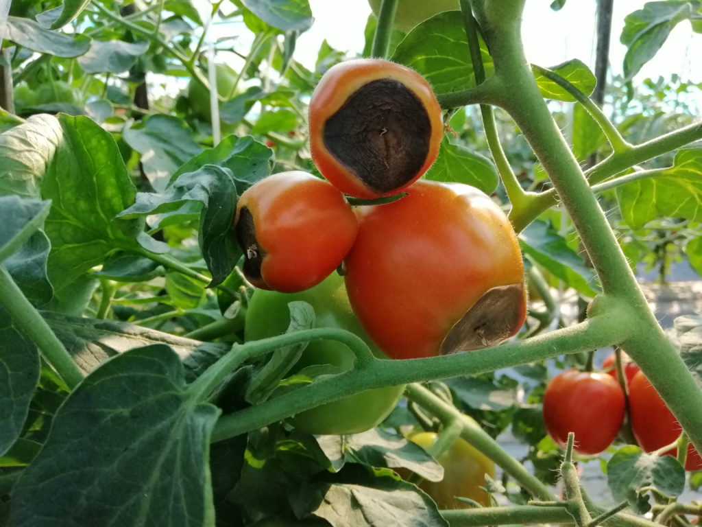 Blossom end rot on tomato crop looks black and covers half the crop