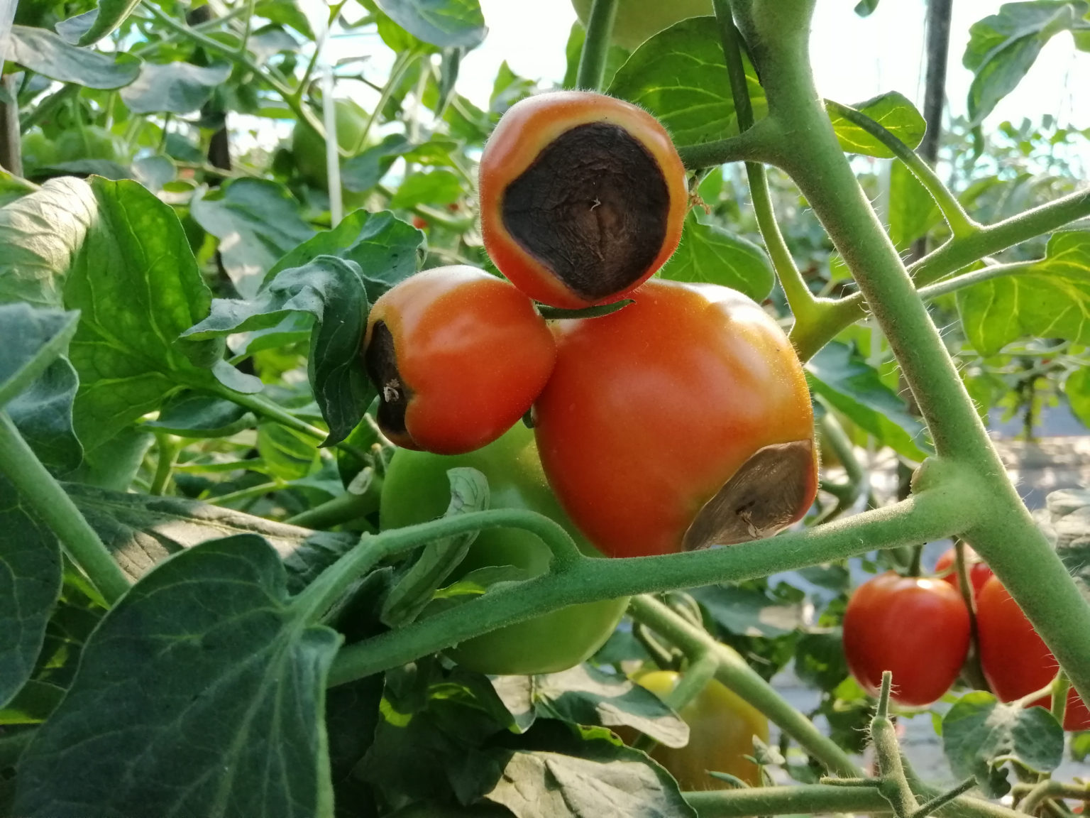 Вершинная гниль томатов фото