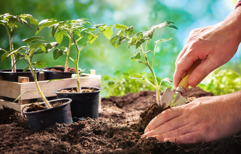Planting Tomato plants