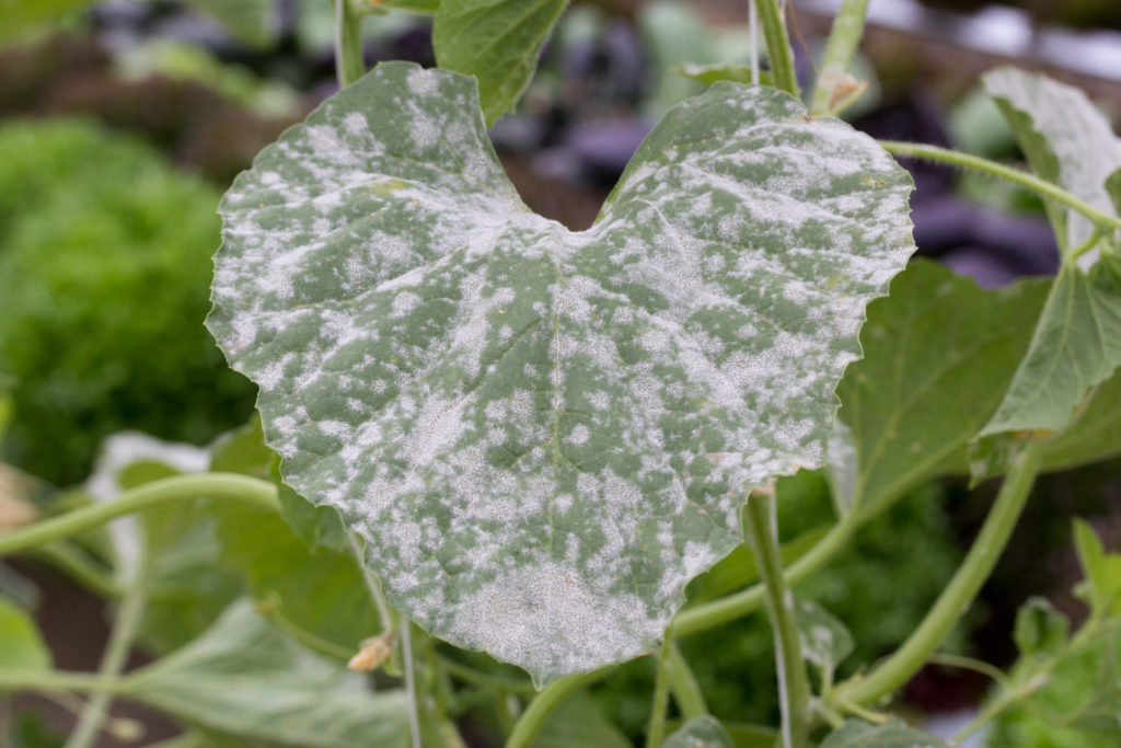 A powdery mildew on a squash leaf looks white and dusty ruining the plant
