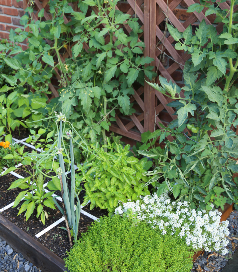 All About Pruning Tomatoes - Square Foot Gardening