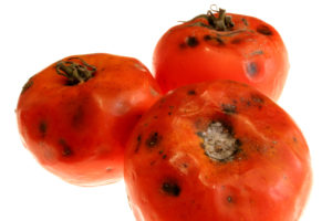 Rotted tomato