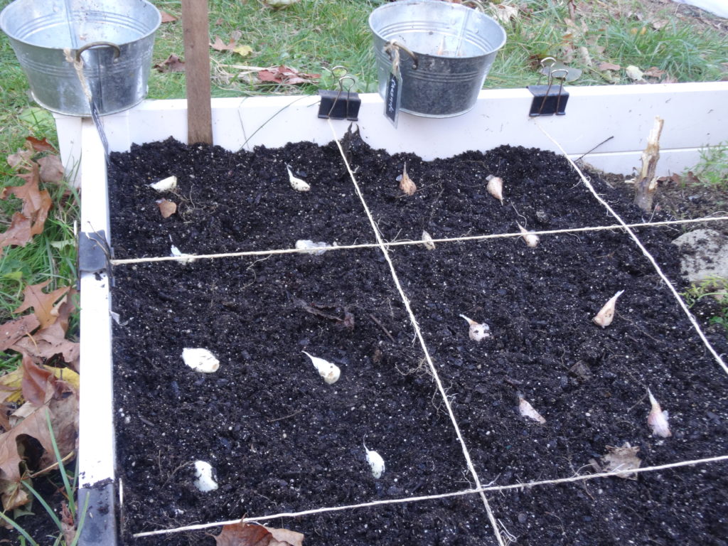 Square Foot Garlic - Square Foot Gardening