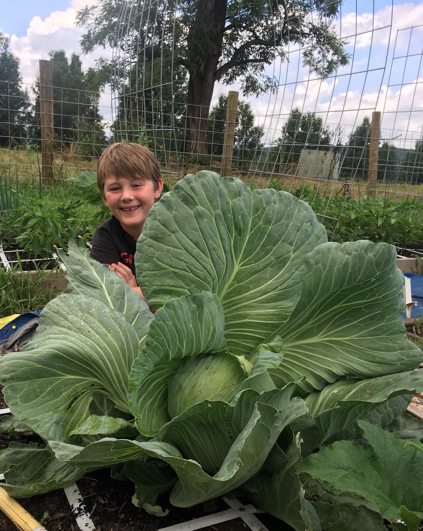 Square Foot Gardening boy with cabbage