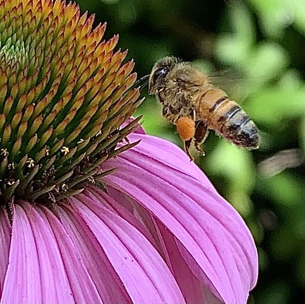 honey bee polinating flower