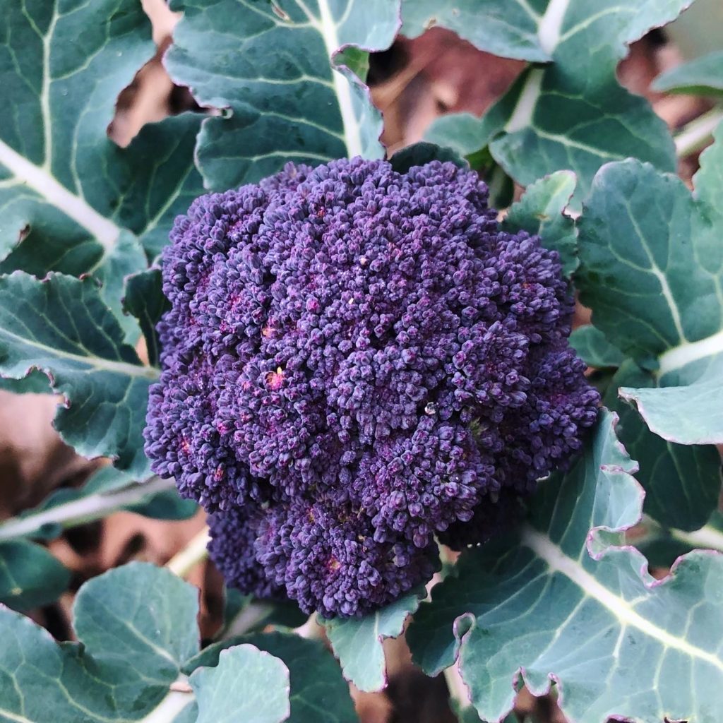 Encore! Cool Vegetables to Try in Your Fall SFG