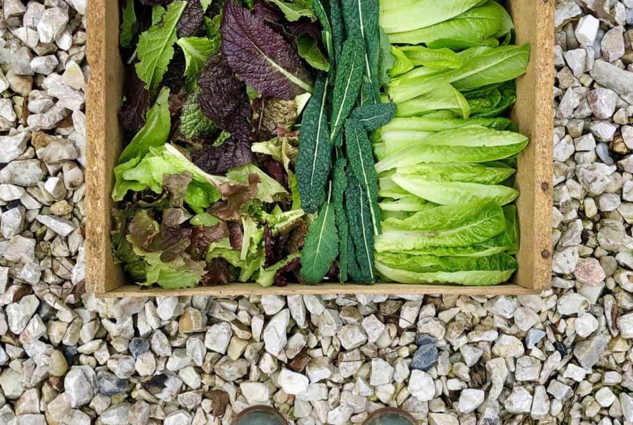 lettuce kale