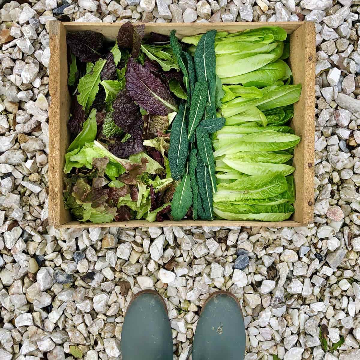 lettuce kale