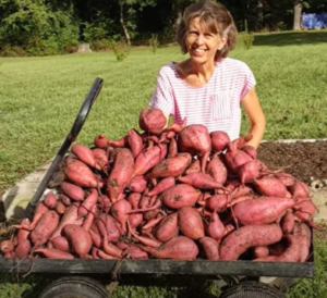 CI Leslie Caza with her sweet potato harvest