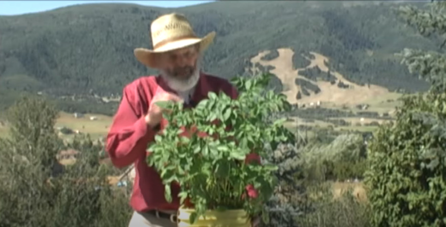 Mel Bartholomew growing potato in a bucket