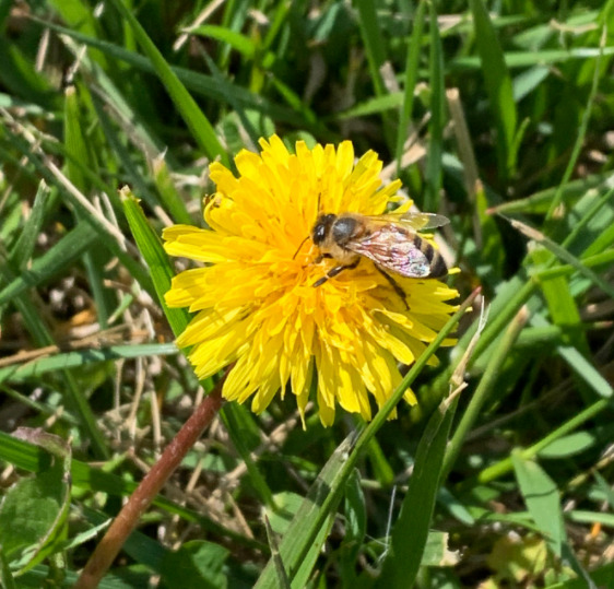 bee is pollinating flower
