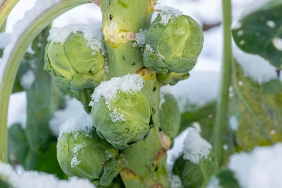 A little frost actually boosts the flavor of brassicas