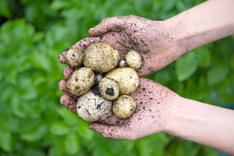 How to Grow Potatoes in Your SFG Square Foot Gardening
