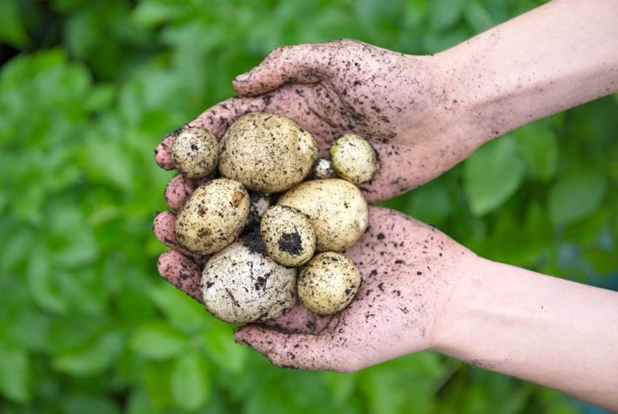 small potato in hands