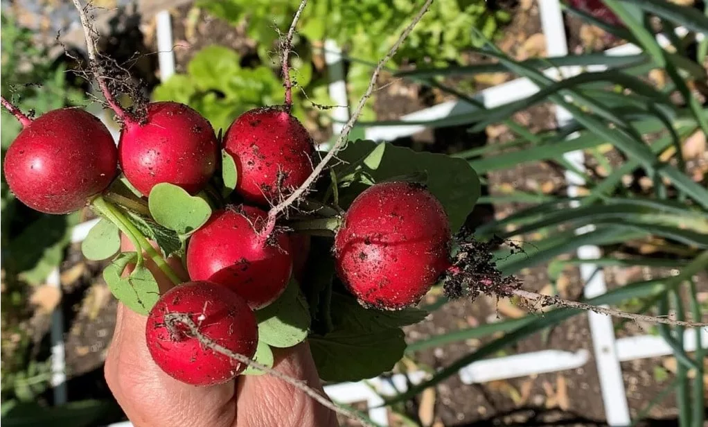 radish harvest