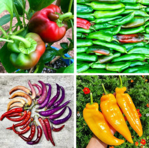peppers collage