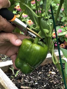 green_pepper_harvesting