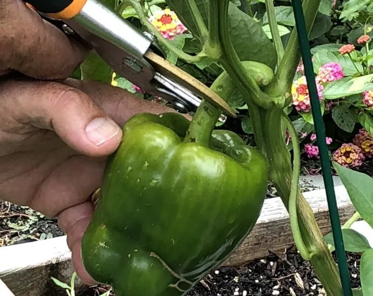 green pepper harvesting