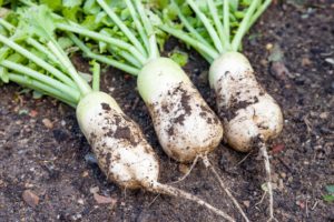Daikon is an easy, fast growing crop.