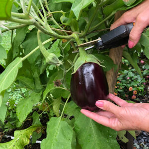 harvesting eggplant
