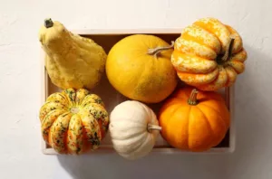 colorful pumpkin harvest