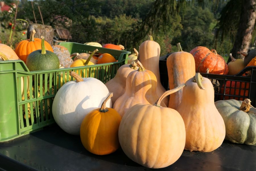 pumpkin