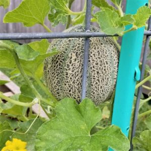 Plant small melon varieties to grow vertically.