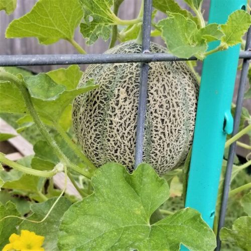 Summer’s Sweetest Treats Grow Melons Vertically in Your Square Foot