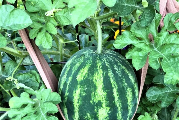 Get clever with melon slings.