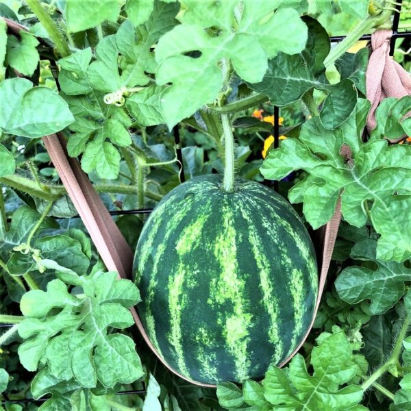 Summer’s Sweetest Treats Grow Melons Vertically in Your Square Foot