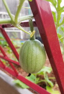 sugar baby watermelon