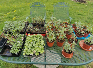 Allow your seedlings to harden off or acclimate outside for 2-3 hours per day to begin.