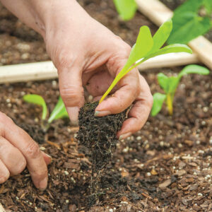 When transplanting make sure your accurately placed holes (depends on the type of plant) are ready before exposing your seedling roots to the elements.
