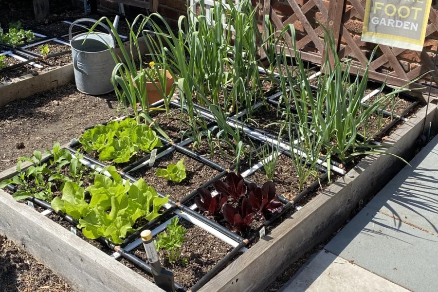 rotating crops in square foot garden