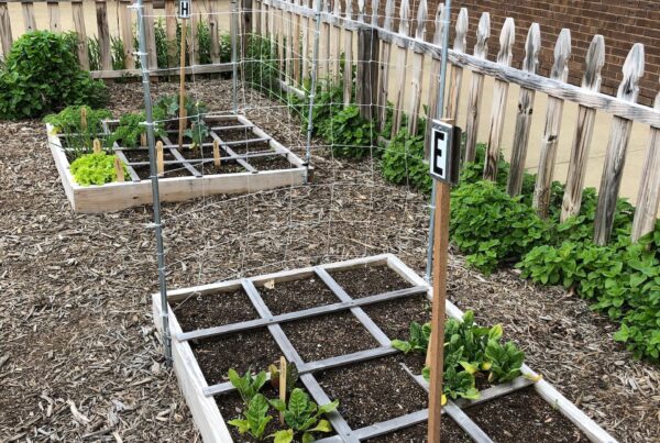 sfg_beds_trellis_grid_Junaluska_school