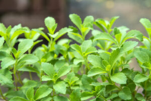 stevia herb, Unusual Herbs