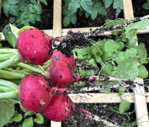 radish in square foor garden